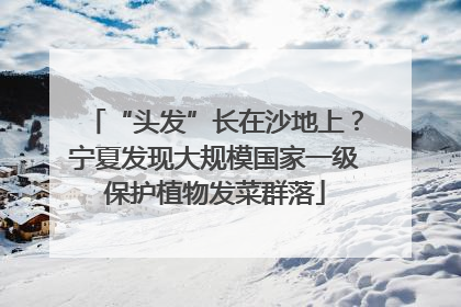 “头发”长在沙地上？宁夏发现大规模国家一级保护植物发菜群落