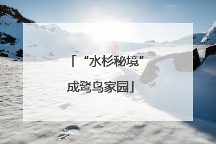 “水杉秘境”成鹭鸟家园