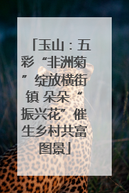 玉山：五彩“非洲菊”绽放横街镇 朵朵“振兴花”催生乡村共富图景