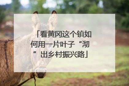 看黄冈这个镇如何用一片叶子“沏”出乡村振兴路