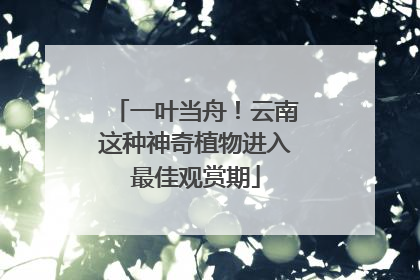 一叶当舟！云南这种神奇植物进入最佳观赏期