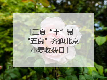 三夏“丰”景｜“五良”齐迎北京小麦收获日