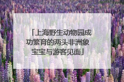 上海野生动物园成功繁育的两头非洲象宝宝与游客见面