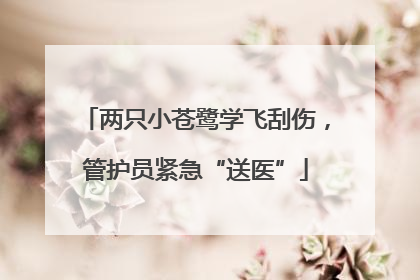 两只小苍鹭学飞刮伤，管护员紧急“送医”