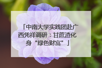 中南大学实践团赴广西凭祥调研：甘蔗渣化身“绿色财富”