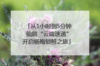 从1小时到5分钟 仙居“云端速递”开启杨梅锁鲜之旅