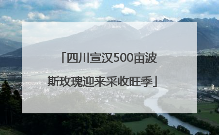 四川宣汉500亩波斯玫瑰迎来采收旺季