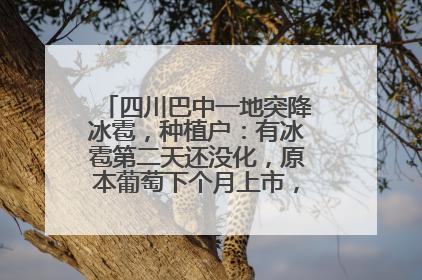 四川巴中一地突降冰雹，种植户：有冰雹第二天还没化，原本葡萄下个月上市，现在全被打落