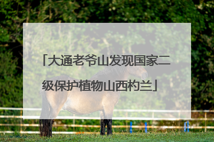 大通老爷山发现国家二级保护植物山西杓兰