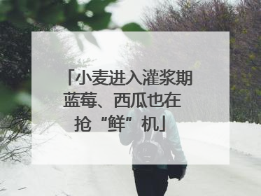 小麦进入灌浆期 蓝莓、西瓜也在抢“鲜”机