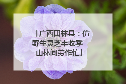 广西田林县：仿野生灵芝丰收季 山林间劳作忙
