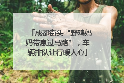 成都街头“野鸡妈妈带崽过马路”，车辆排队让行暖人心