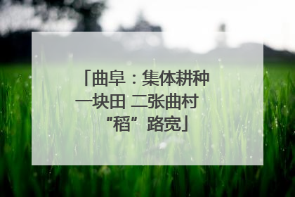 曲阜：集体耕种一块田 二张曲村“稻”路宽