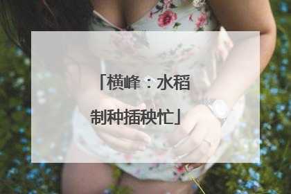 横峰：水稻制种插秧忙