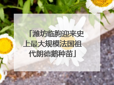 潍坊临朐迎来史上最大规模法国祖代朗德鹅种苗