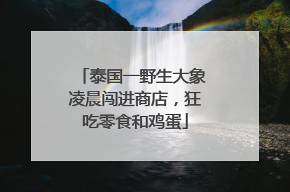 泰国一野生大象凌晨闯进商店，狂吃零食和鸡蛋