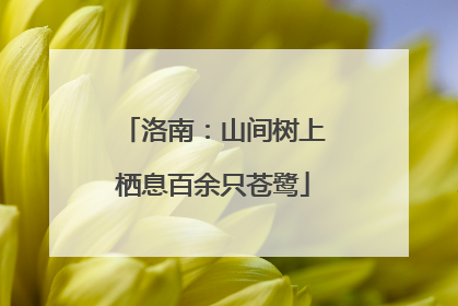 洛南：山间树上栖息百余只苍鹭