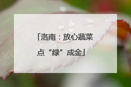 洛南：放心蔬菜点“绿”成金