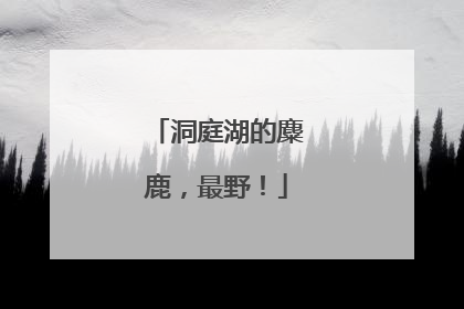 洞庭湖的麋鹿，最野！