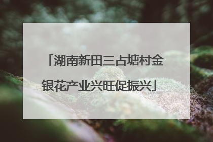 湖南新田三占塘村金银花产业兴旺促振兴