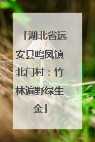 湖北省远安县鸣凤镇北门村：竹林遍野绿生金