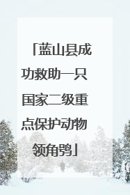 蓝山县成功救助一只国家二级重点保护动物领角鸮