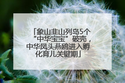 象山韭山列岛5个“中华宝宝”破壳，中华凤头燕鸥进入孵化育儿关键期