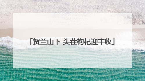 贺兰山下 头茬枸杞迎丰收