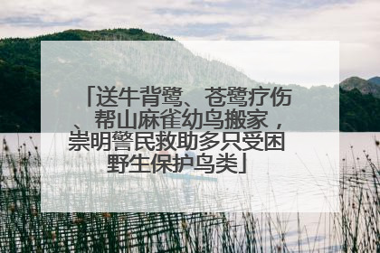 送牛背鹭、苍鹭疗伤、帮山麻雀幼鸟搬家，崇明警民救助多只受困野生保护鸟类