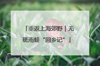 重返上海郊野｜无斑雨蛙“回乡记”