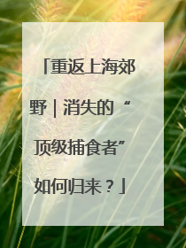 重返上海郊野｜消失的“顶级捕食者”如何归来？